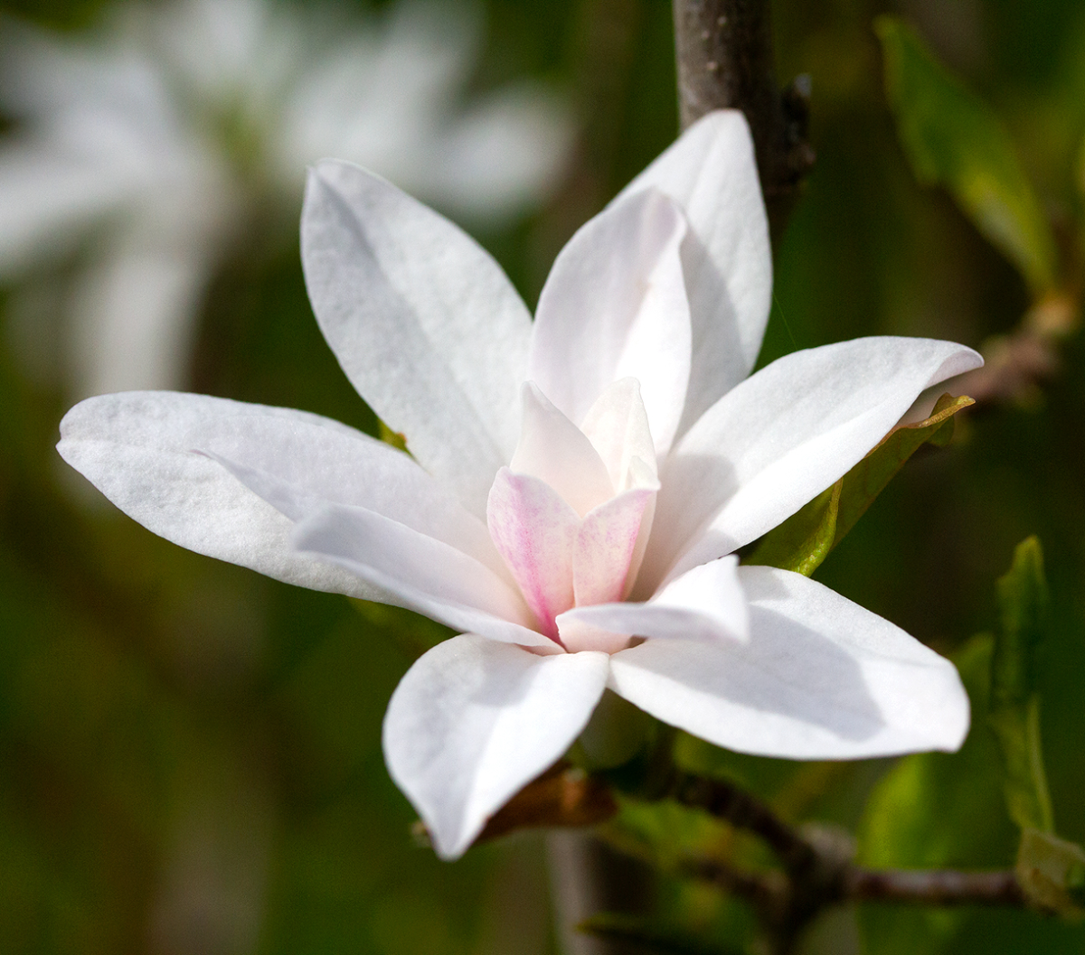 magnolia