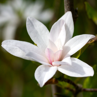magnolia