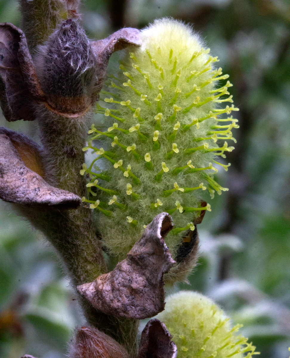 buds