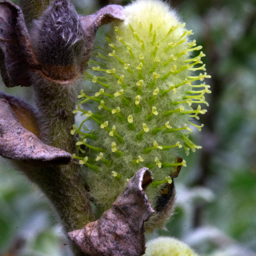 buds