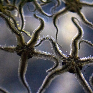 brittle stars