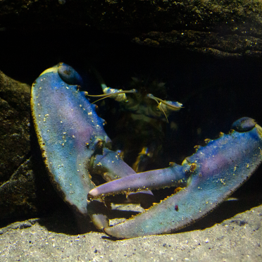 lobster