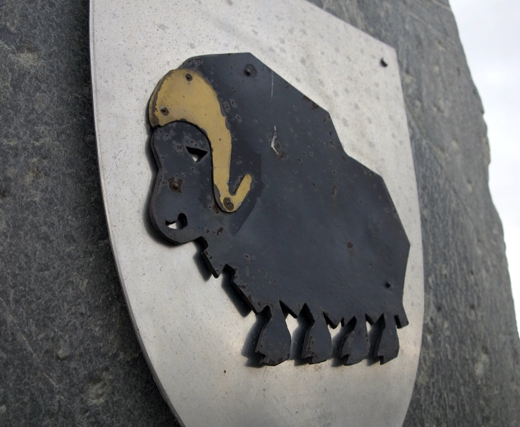 musk ox