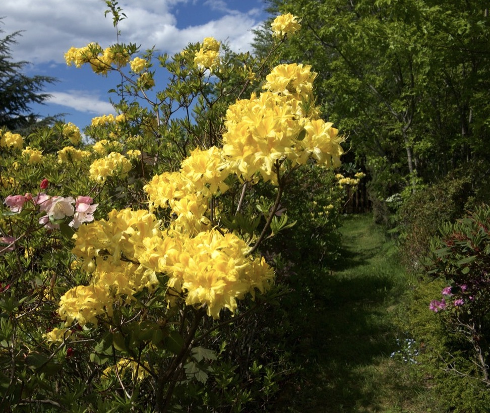 yellow