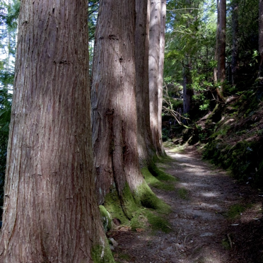 conifers