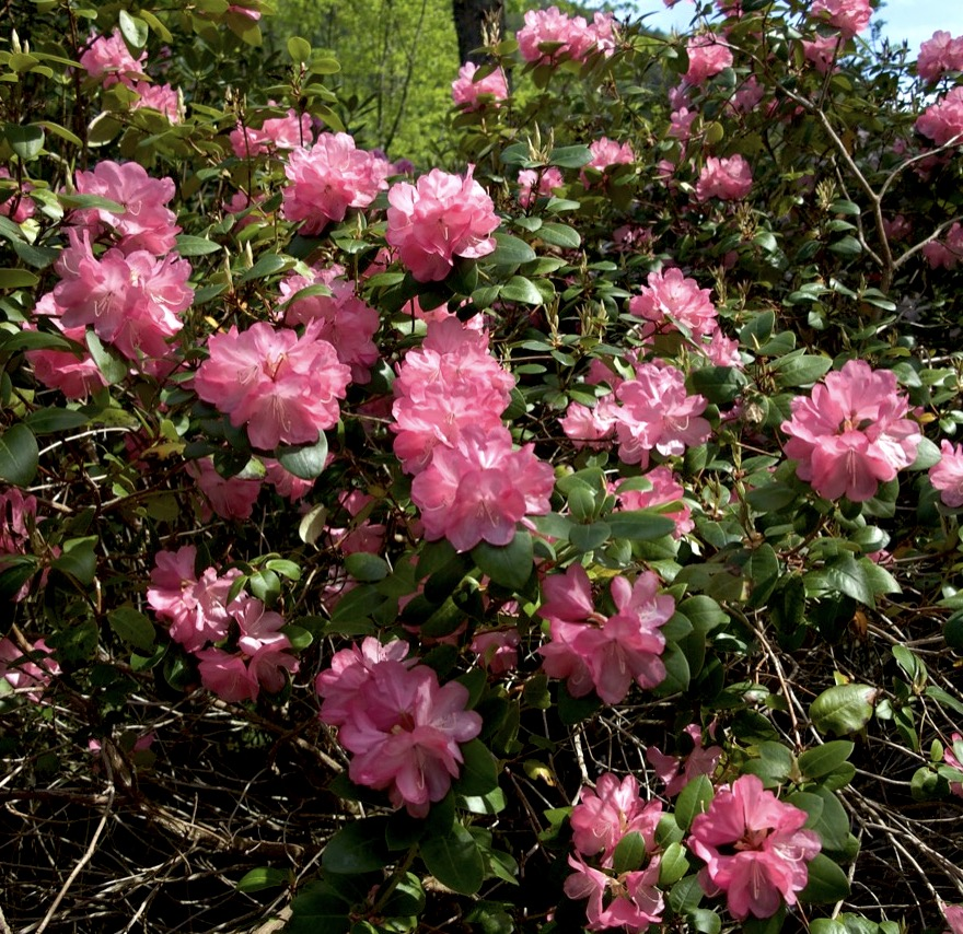 bloom
