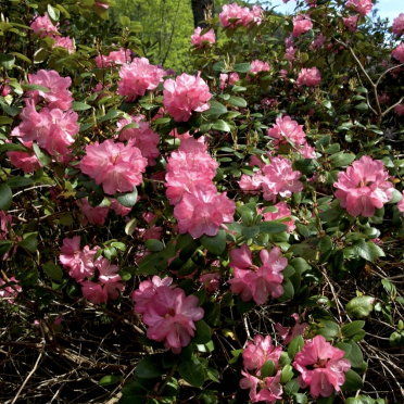 bloom