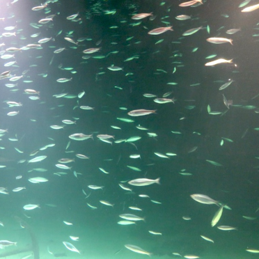 herring