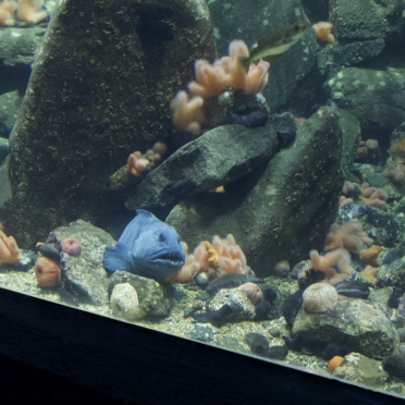 friendly catfish