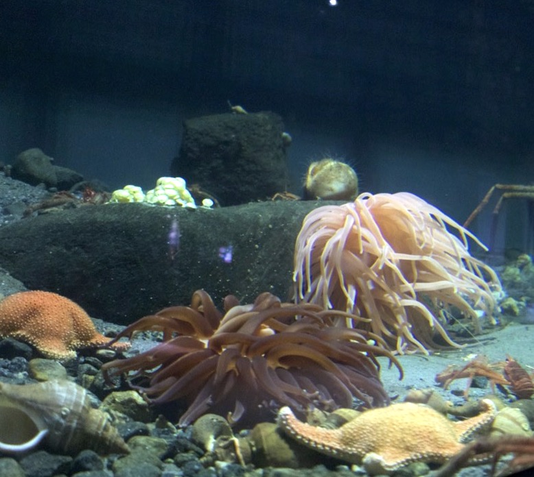 creatures