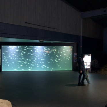 live wall