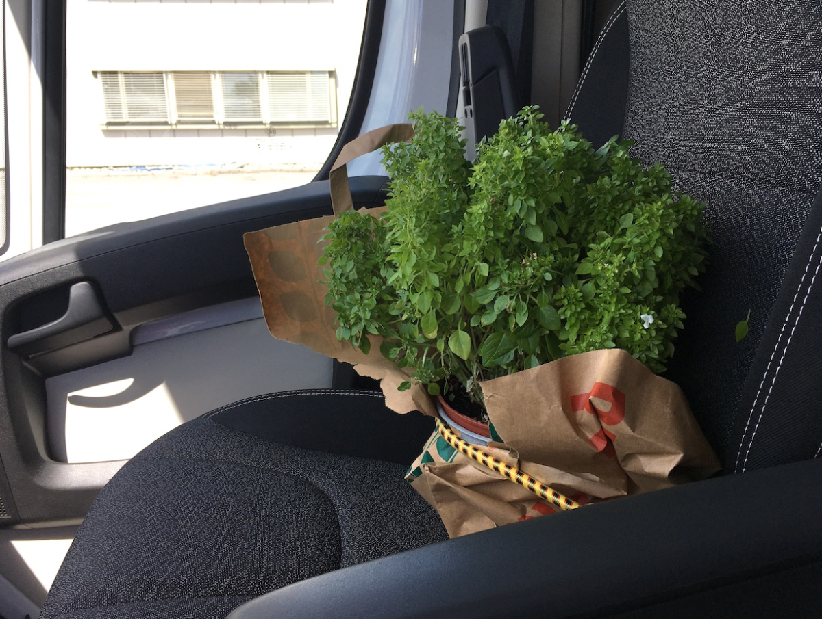 mr. basil