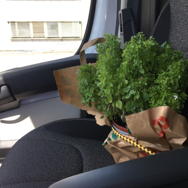 mr. basil