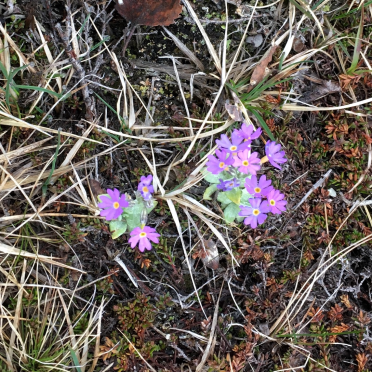 dovre