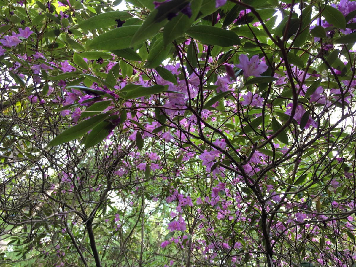 rododendron