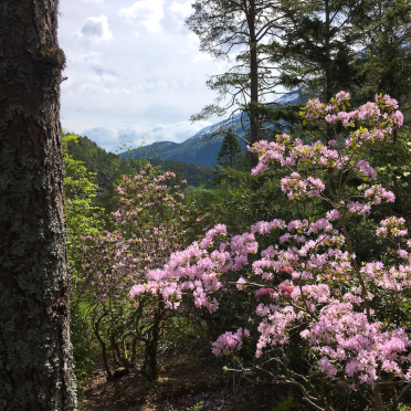 rododendron