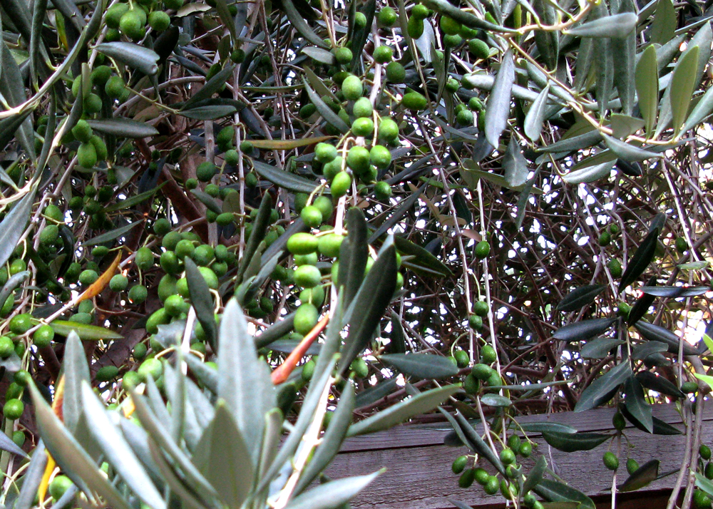 olives