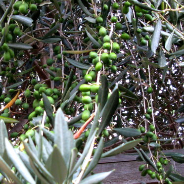 olives