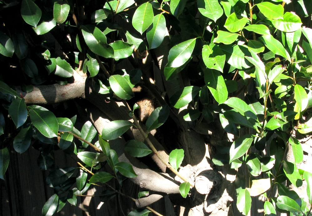 possum