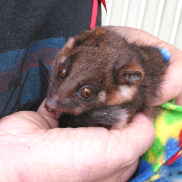 possum
