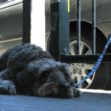 wee dog
