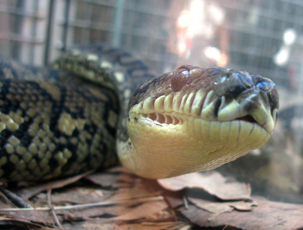 carpet python