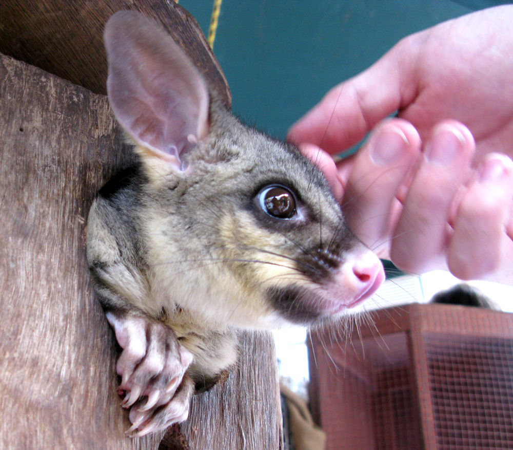 brushtail 