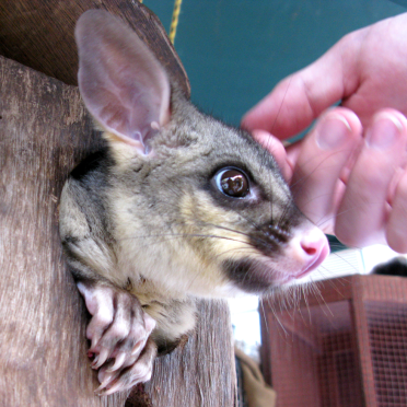 brushtail 
