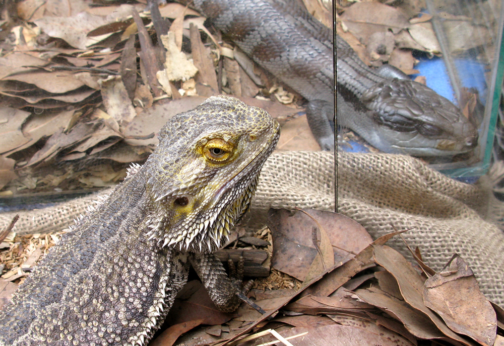 lizzzard