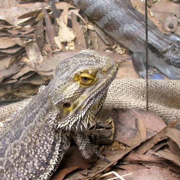 lizzzard