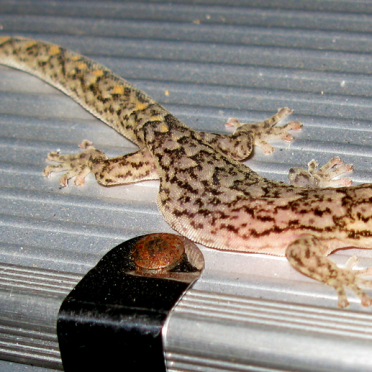 Christinus marmoratus