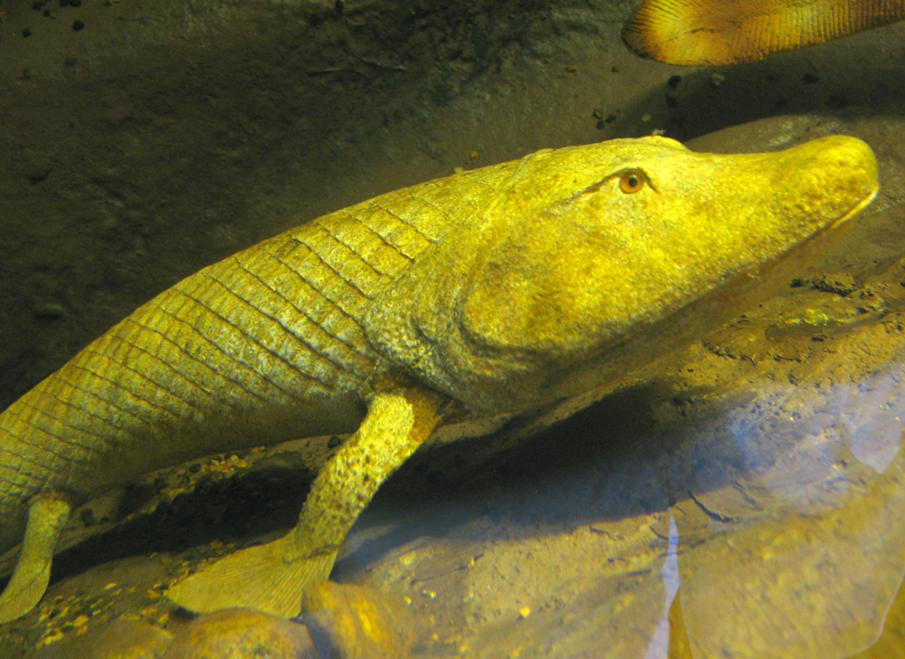 tiktaalik