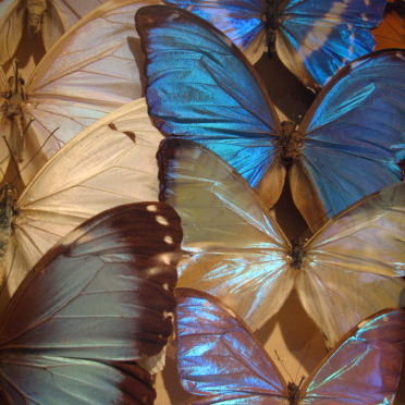 Lepidoptera