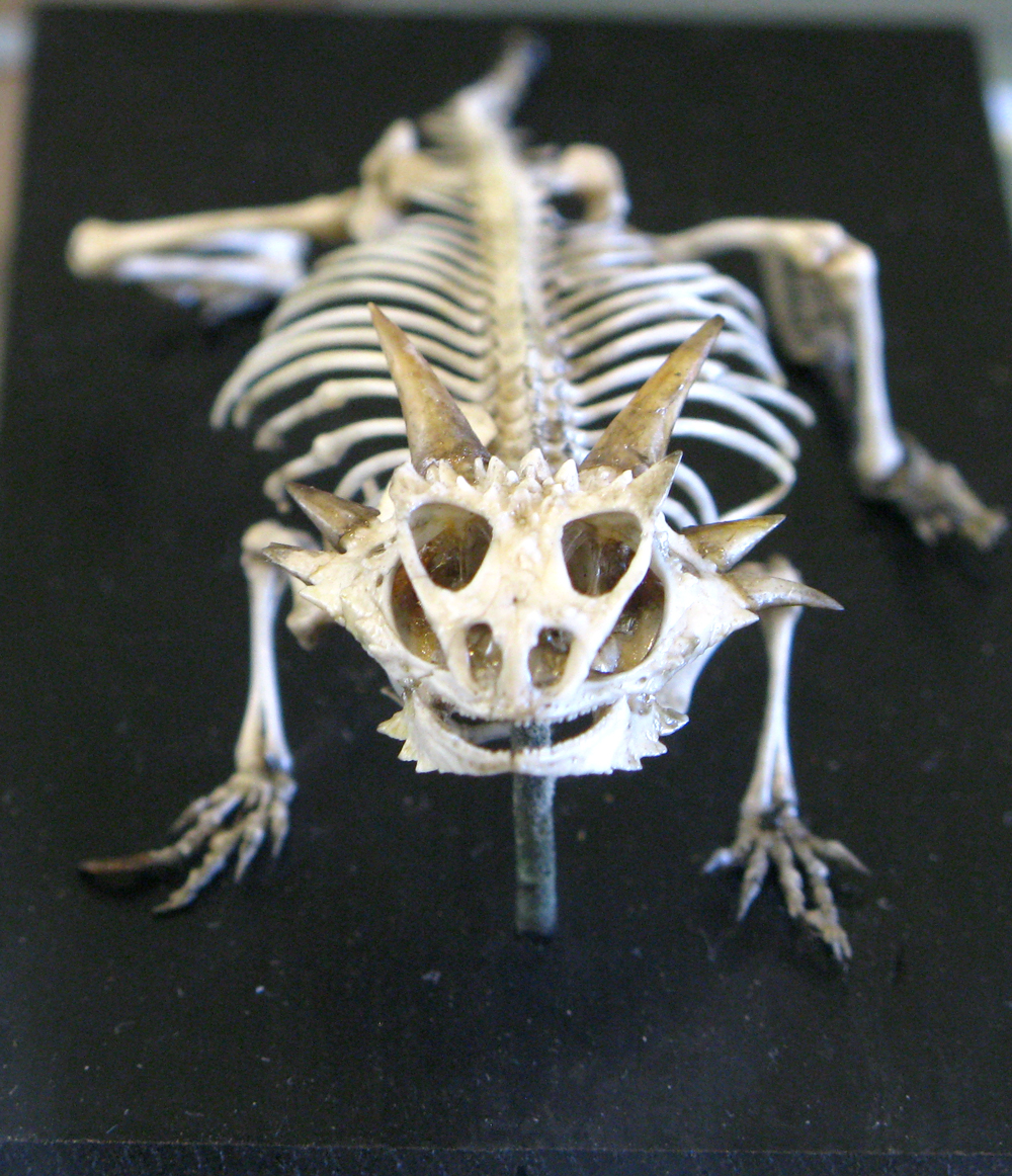 horned lizard