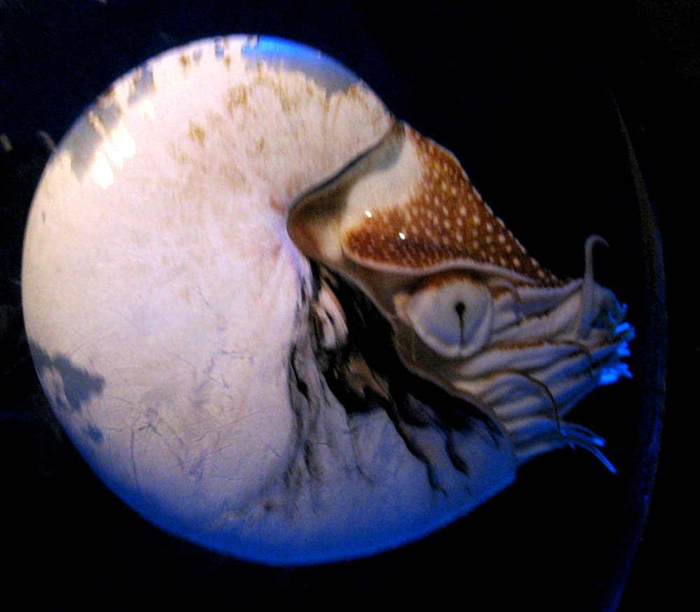 nautilus