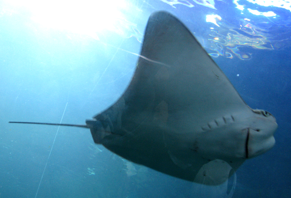 ray