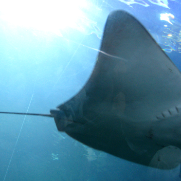 ray