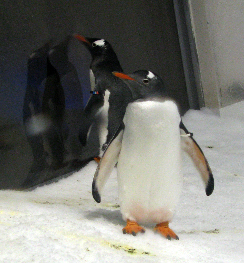 waddle, waddle