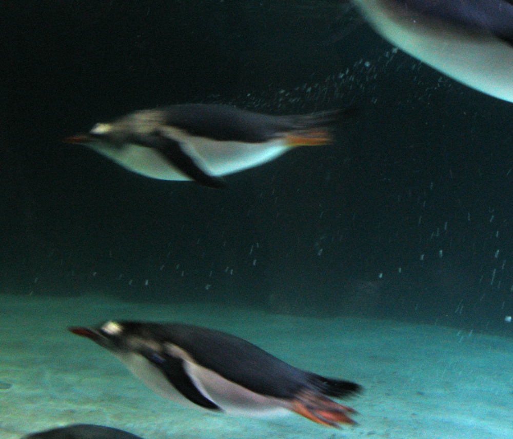 dive