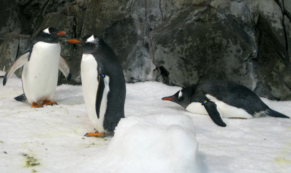 waddle!