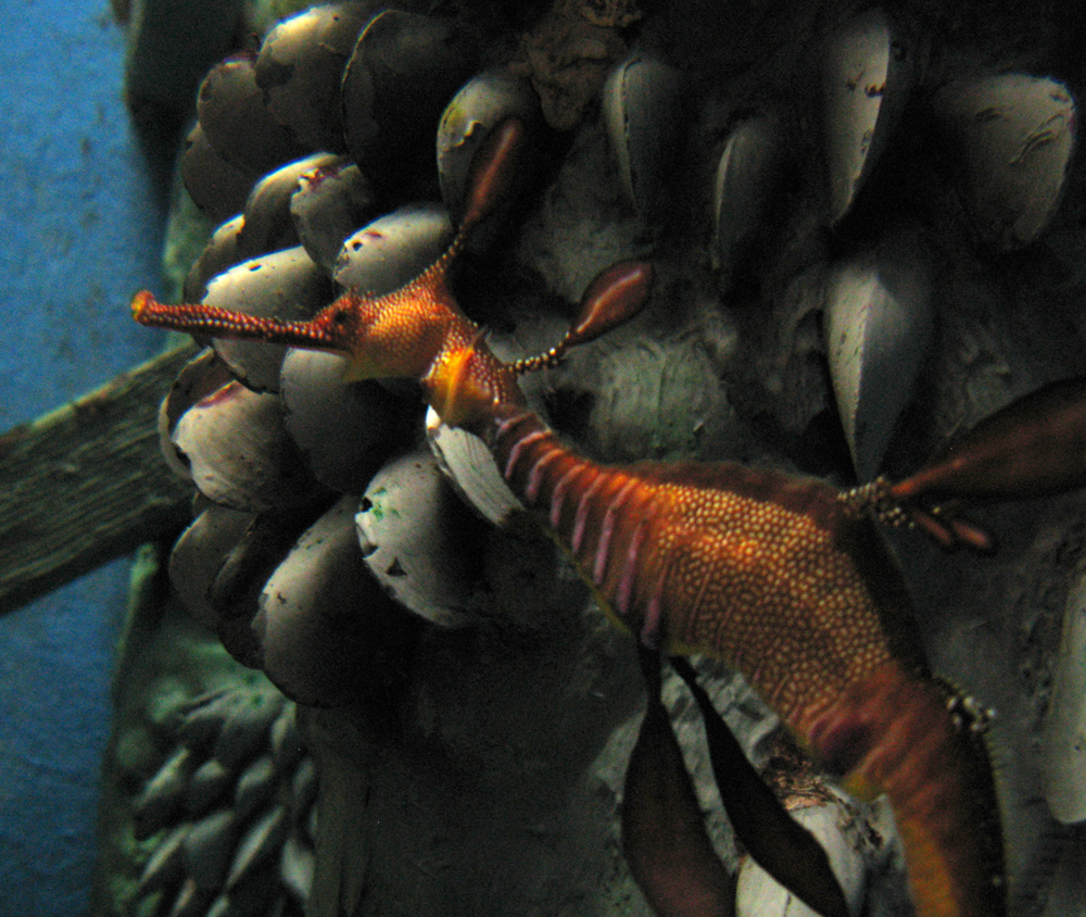 sea dragons