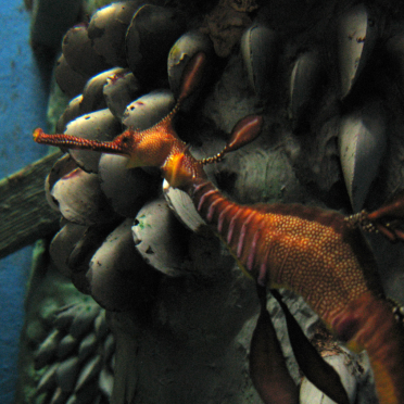 sea dragons