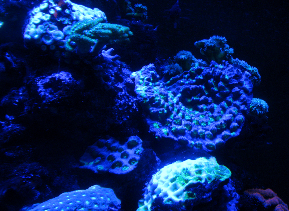coral