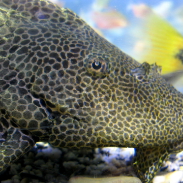 melbourne aquarium