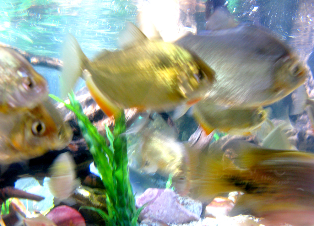fishy