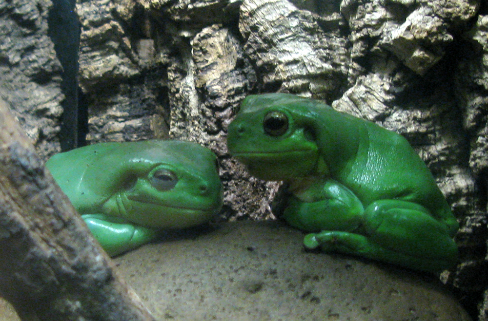 frogs