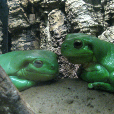 frogs