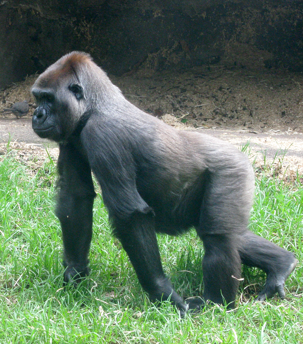 gorilla