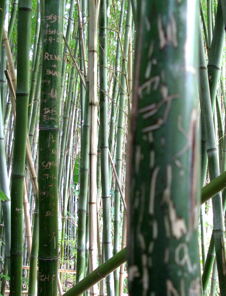 bamboo