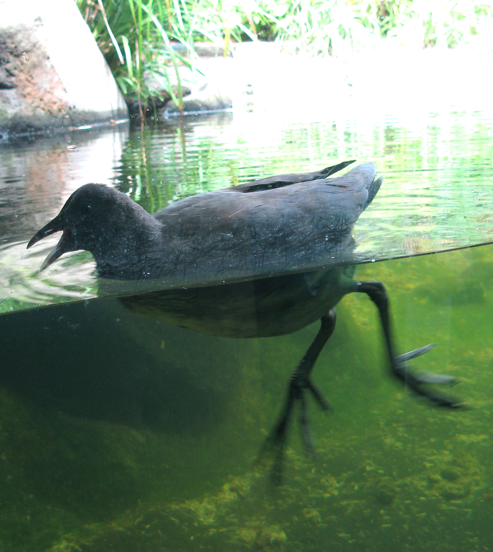 bird